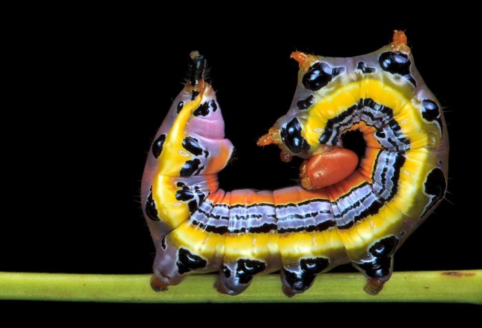 CaterpillarSamuelJaffe2