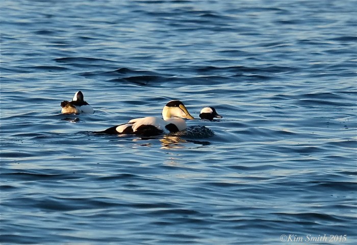 Common Eider Bufflehead ©Kim Smith 2016