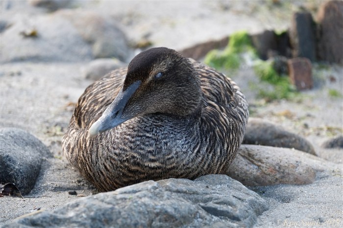 Common Eider female ©Kim Smith 2015