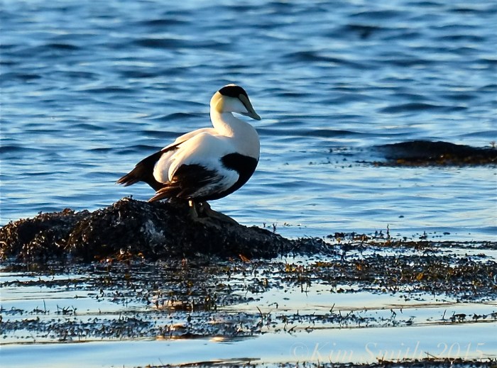 Common Eider Male ©Kim Smith 2015