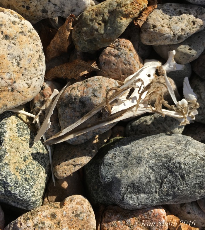 Coyote lair -2 ©Kim Smith 2016JPG