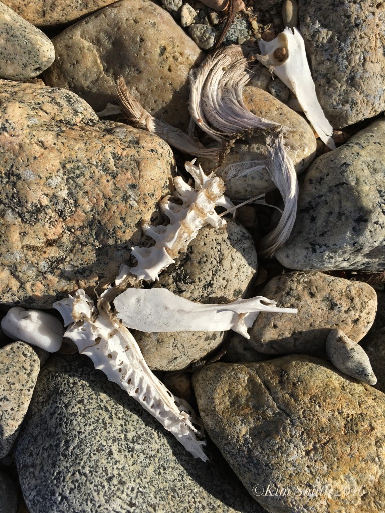 Coyote lair ©Kim Smith 2016