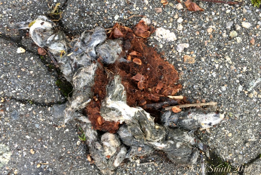 Coyote scat ©Kim Smith 2016