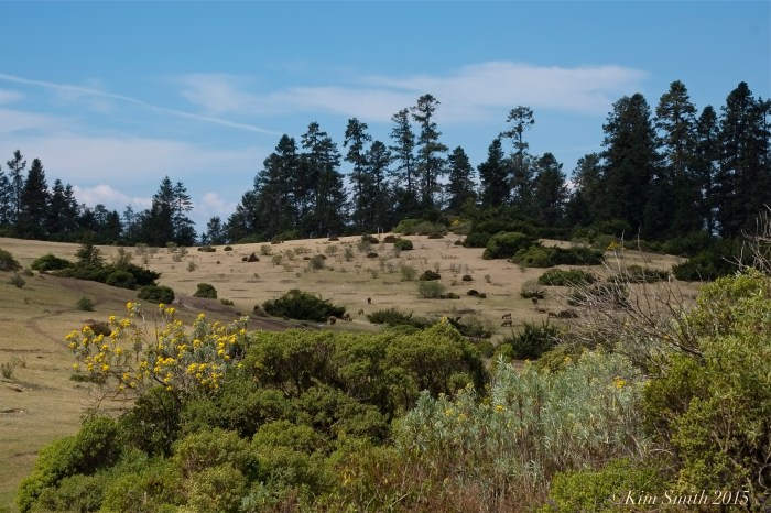 El Rosario ©Kim Smith 2014