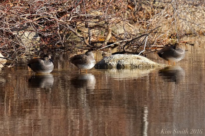 Gadwall Niles Pond Gloucester massachusetts ©Kim Smith 2016