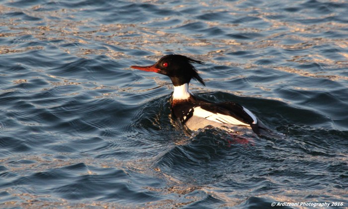 January 14, 2016 those eyes