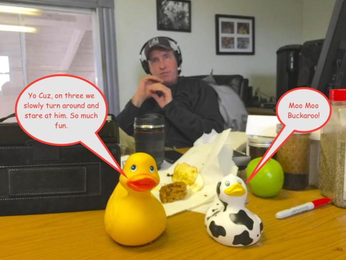 Rubber Duck was down the dock this morning showing her Cuz, Kiwi Cow the ropes and explaining what flexilis anatidaephobia looks like.