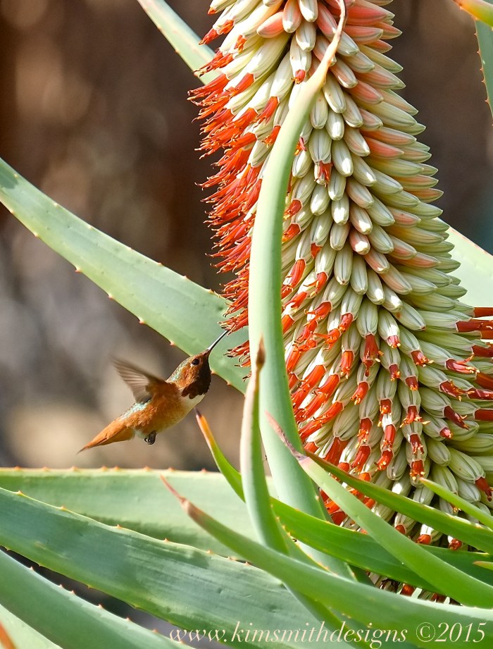 Male Allen's Hummingbird and Aloe Blossom www.kimsmithdesigns.com