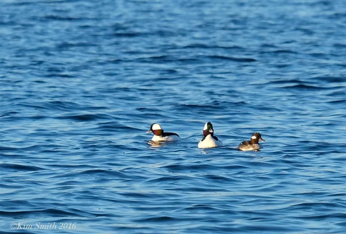 Male female buffleheads ©Kim Smith 2016