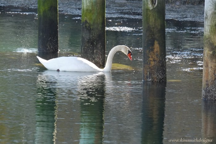 Male Mute swan Cygnus olor www.kimsmithdesigns.com copyright 2016