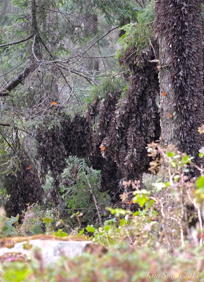 Monarch butterflies oyamel trees Abeis religiosa ©Kim Smith 2014 copy