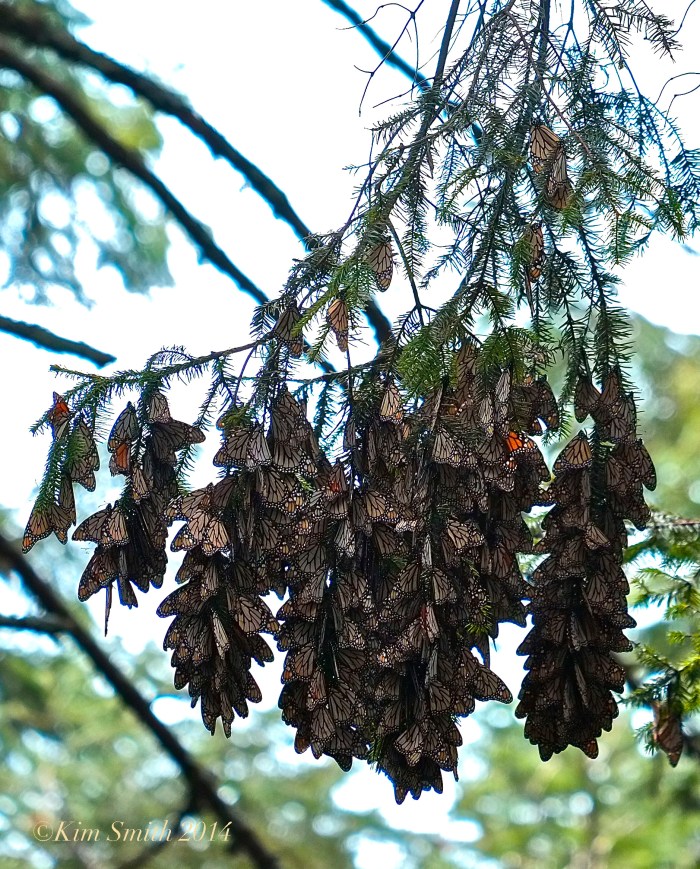 monarchs-el-rosario-c2a9kim-smith-2014