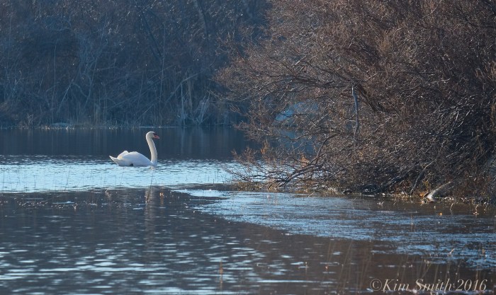 Mr. Swan Niles Pond ©Kim Smith 2016