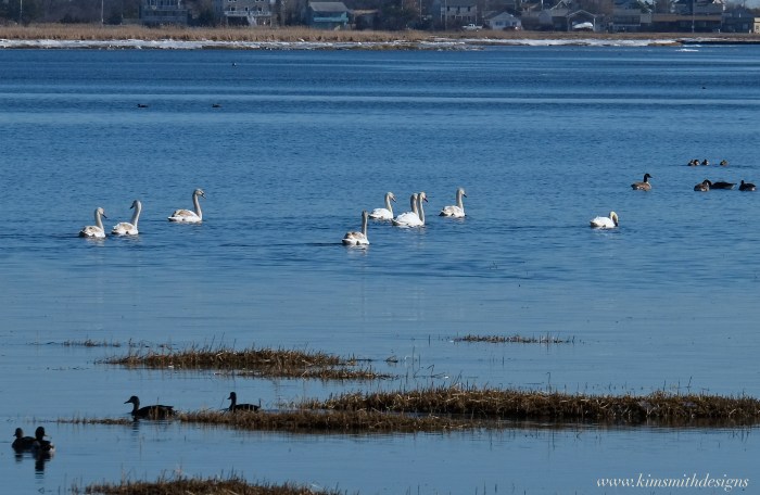 Mute swans Plum Island www.kimsmithdesigns.com 2016