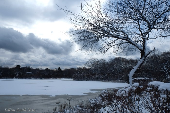 NILES Pond ©Kim Smith 2016