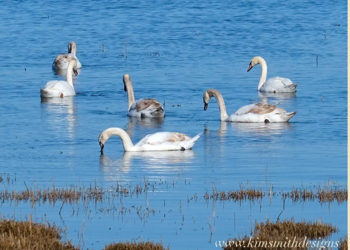 One year old Mute Swans Plum Island www.kimsmithdesigns.com 2016