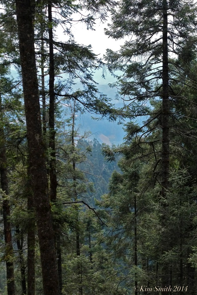 Oyamel Fir trees Abeis religiosa ©Kim Smith 2014 copy