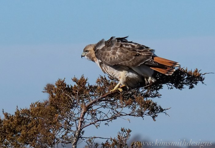 Red-tailed Hawk Plum Island-2 www.kimsmithdesigns.com
