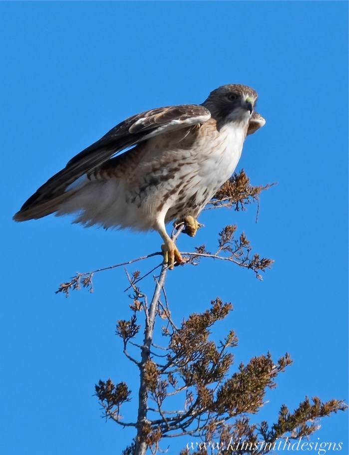 Red-tailed Hawk Plum Island www.kimsmithdesigns.com
