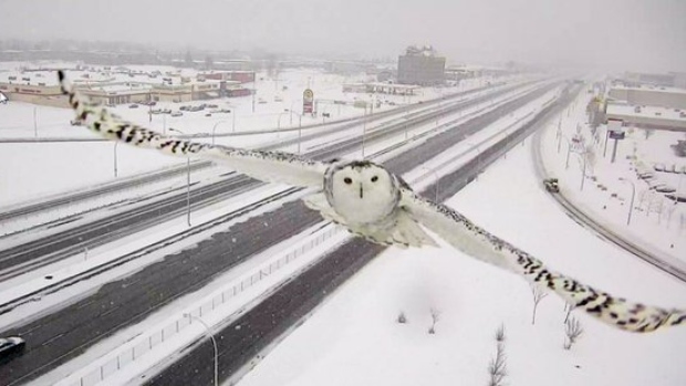 snow-owl