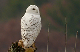 snowy-owl_268