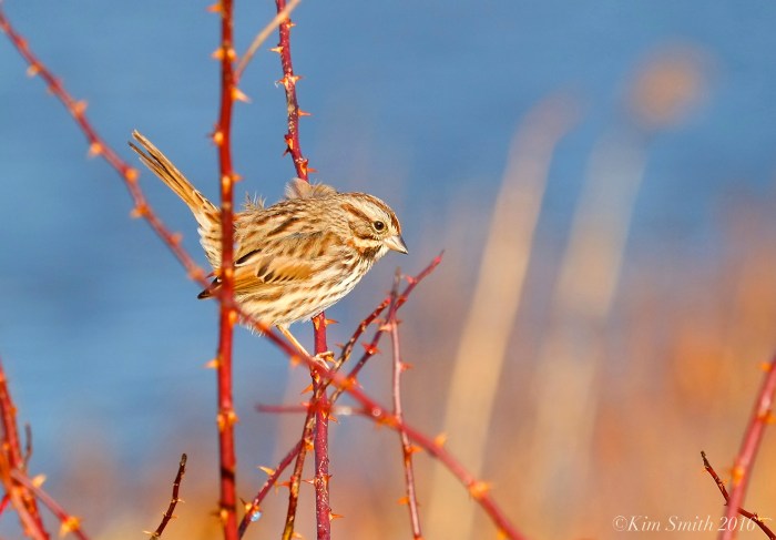 Song Sparrow Eastern Point ©Kim Smith 2016