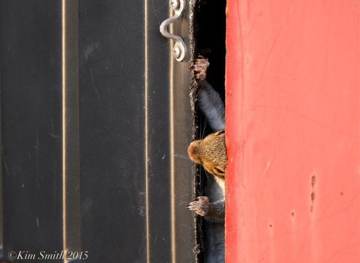 squirrel trapped in a dumpster©Kim Smith 2015