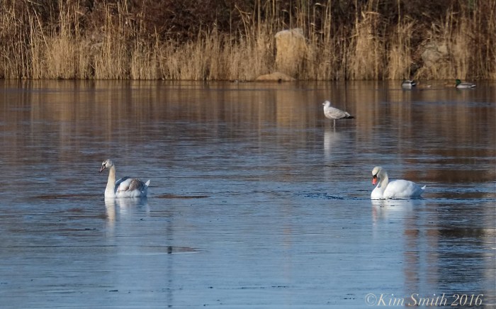Swans Niles Pond Eastern Point Gloucester ©Kim Smith 2016