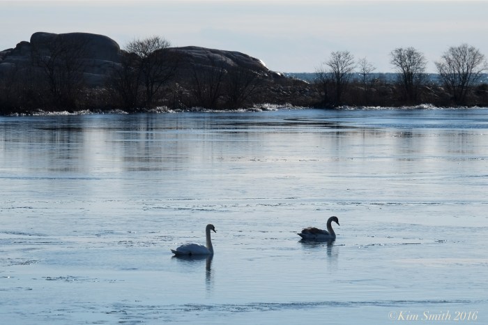 Swans Niles Pond Gloucester ©Kim Smith 2016