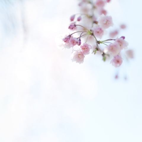 Tess Atkinson photograph