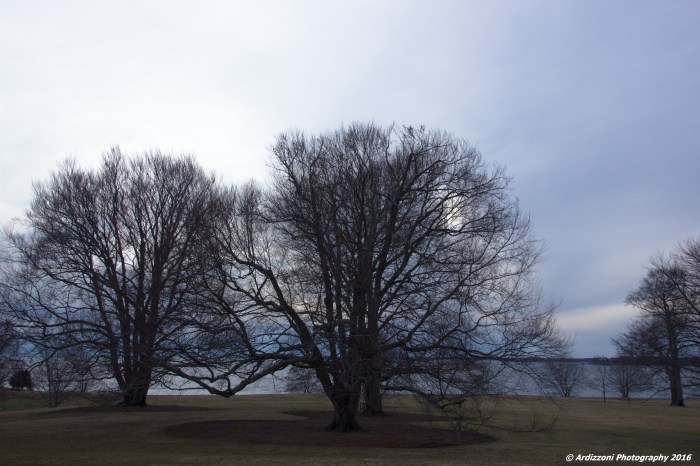 February 1, 2016 Ocean Lawn February 1, 2016