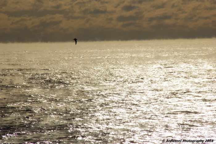 February 12, 2016 Seagull flying through early morning sea smoke