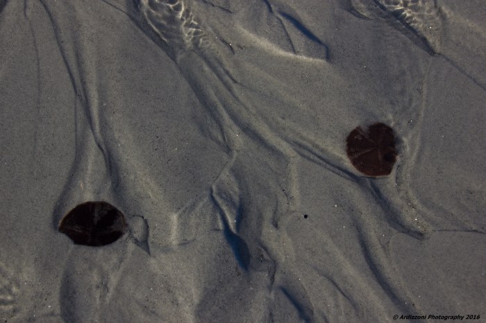 February 7, 2016 Sand Dollars at Wingaersheek Beach