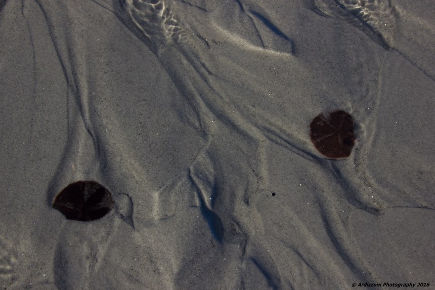 February 7, 2016 Sand Dollars at Wingaersheek Beach
