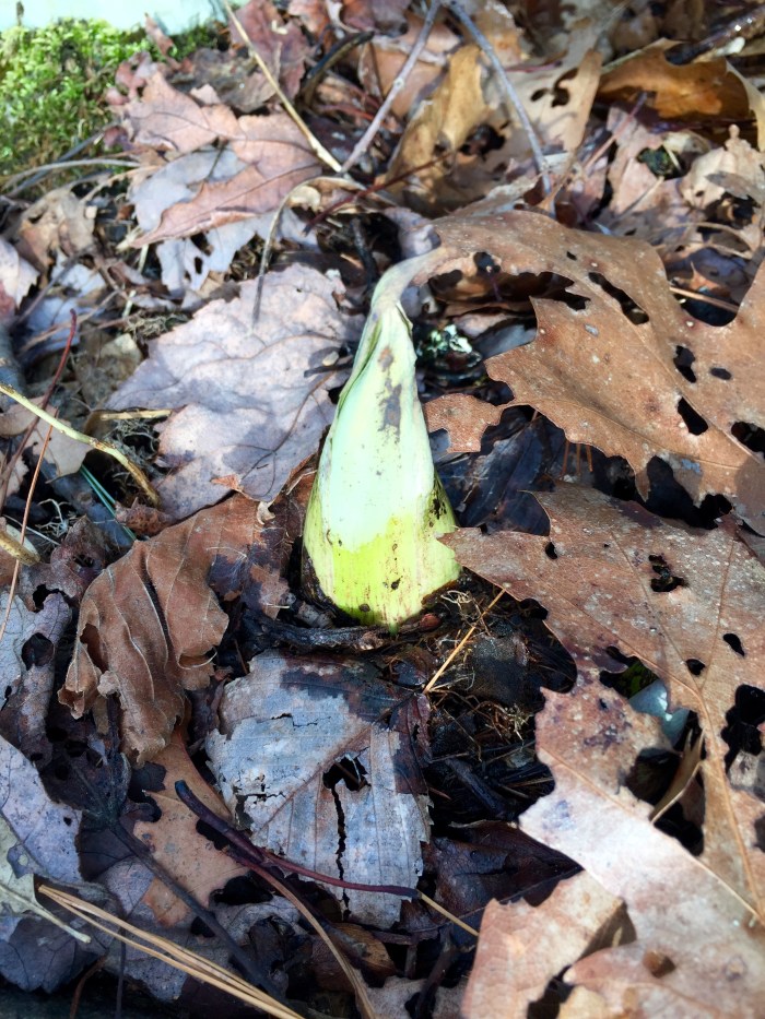 Hope this Skunkweed knows what he's (or is it a she?) poking out so far on the First of February. Skunkweed has its own heating system so she'll probably be fine. Let's all be Skunkweed and rip the plastic wrap off our boats and start getting ready for the season.