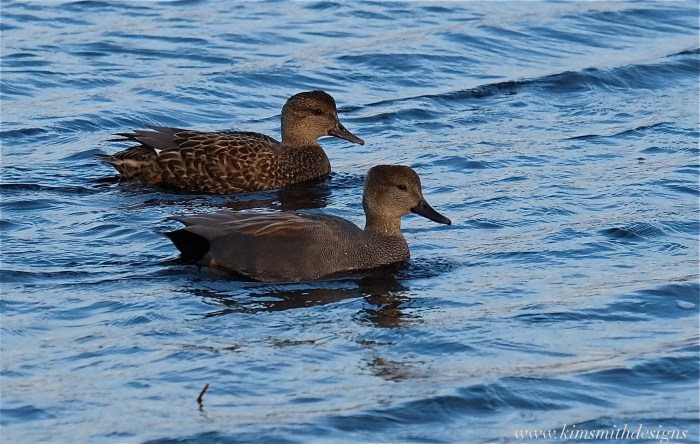Gadwalls Gloucester www.kimsmithdesigns