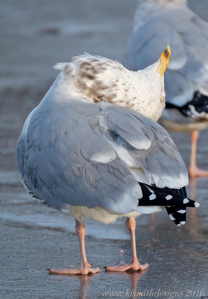 HERRING GULL. Larus aregentatus www.kimsmithdesigns.com