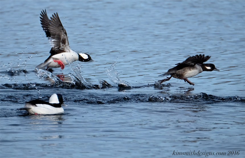 Male female bufflehead courtship kimsmithdesigns.com 2016