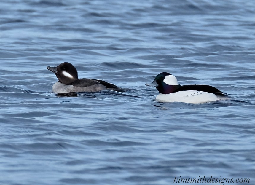 Male female bufflehead Massachusetts kimsmithdesigns.com 2016