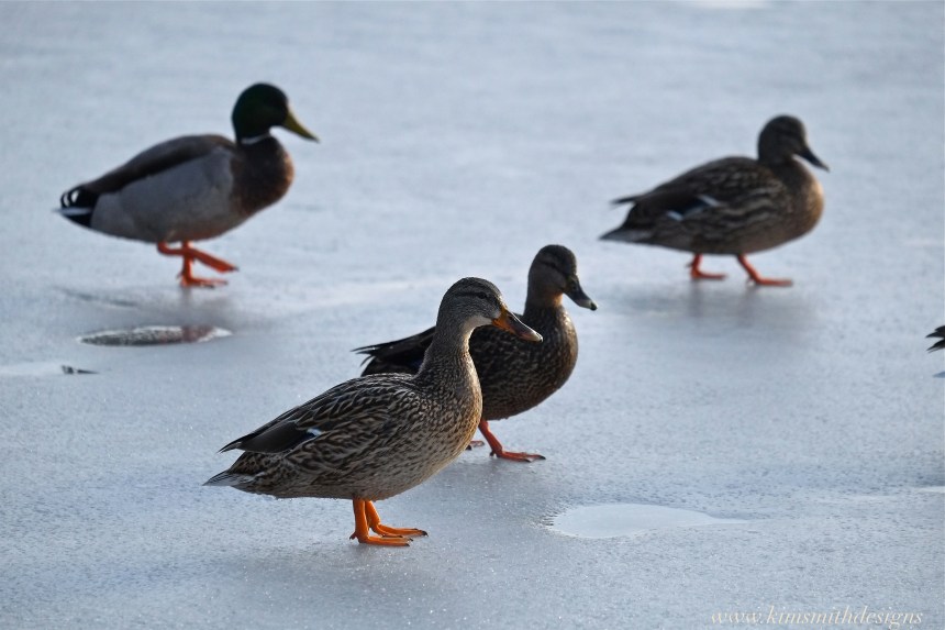 Mallard Ducks Gloucester www.kimsmithdesigns 2016JPG