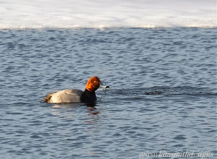 Redhead Duck Gloucester Massachusetts www.kimsmithdesigns