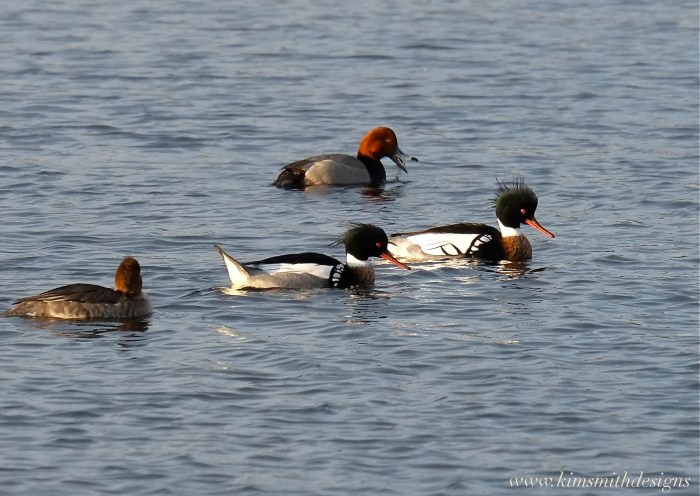 Redhead Duck male Mergansers Gloucester Massachusetts www.kimsmithdesigns.JPG