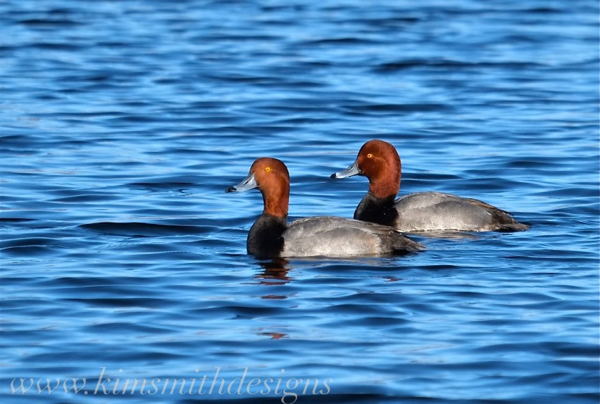 Redhead Duck www. kim smith designs