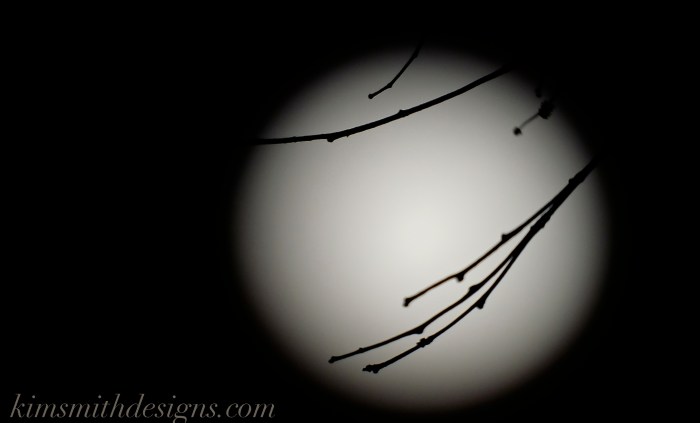 Snow Moon February Niles Pond Birch Tree kimsmithdesigns.com 2016 -5