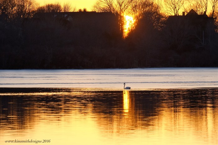 Swan Niles Pond www.kimsmithdesigns.com