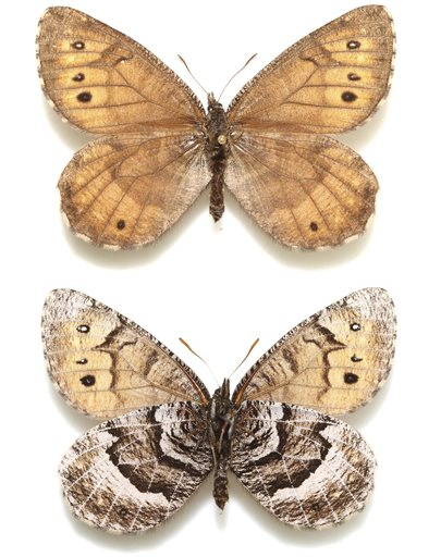 This undated image provided by lepidopterist Andrew Warren shows the newly discovered Tanana Arctic butterfly. Research by Warren released on March 15, 2016 suggests that the newly discovered species evolved from the offspring of two related butterfly species, and he thinks all three lived in the Beringia region between Alaska and Russia before the last ice age. (Andrew Warren/Florida Museum of Natural History via AP)