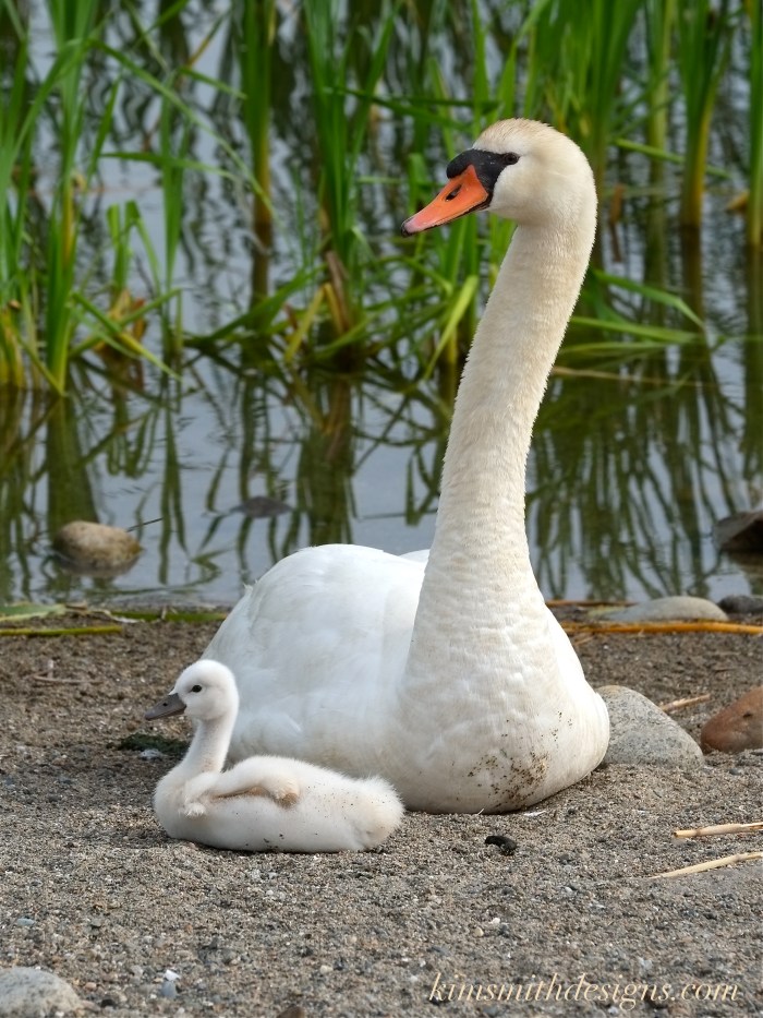 Blue eyed female mute swan cygnet cygnus olor Polish kimsmithdesigns.com copy