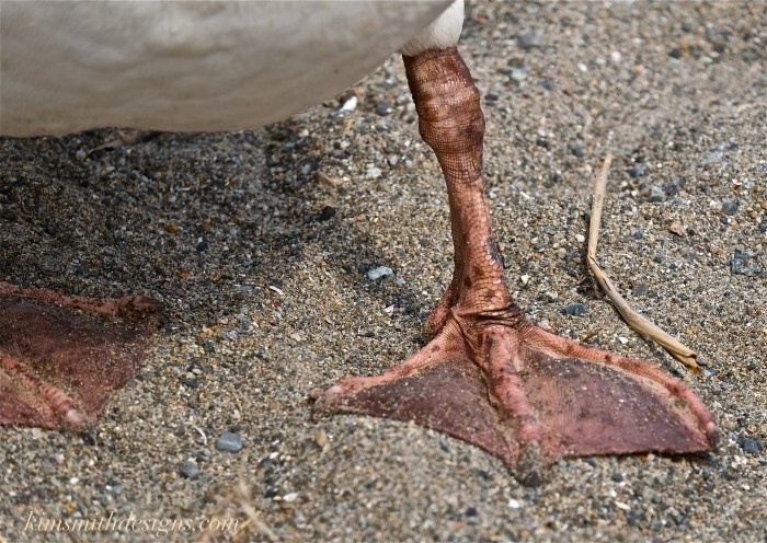 Blue eyed male mute swan cygnus olor pink feet Polish kimsmithdesigns.com