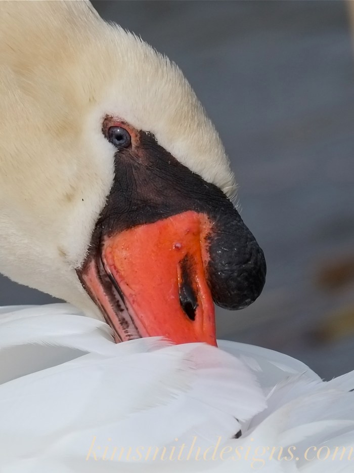 Blue eyed male mute swan cygnus olor Polish -2 kimsmithdesigns.com