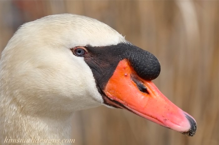 Blue eyed male mute swan cygnus olor Polish -3 kimsmithdesigns.com